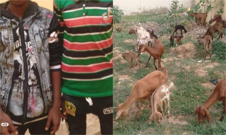 Police nab two suspected kidnappers, recover 26 stolen goats in Yobe