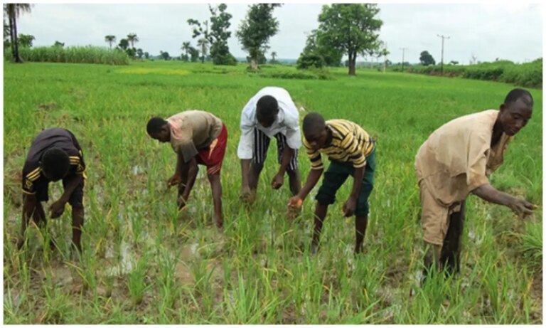 Gombe farmers raise alarm over erratic rainfall