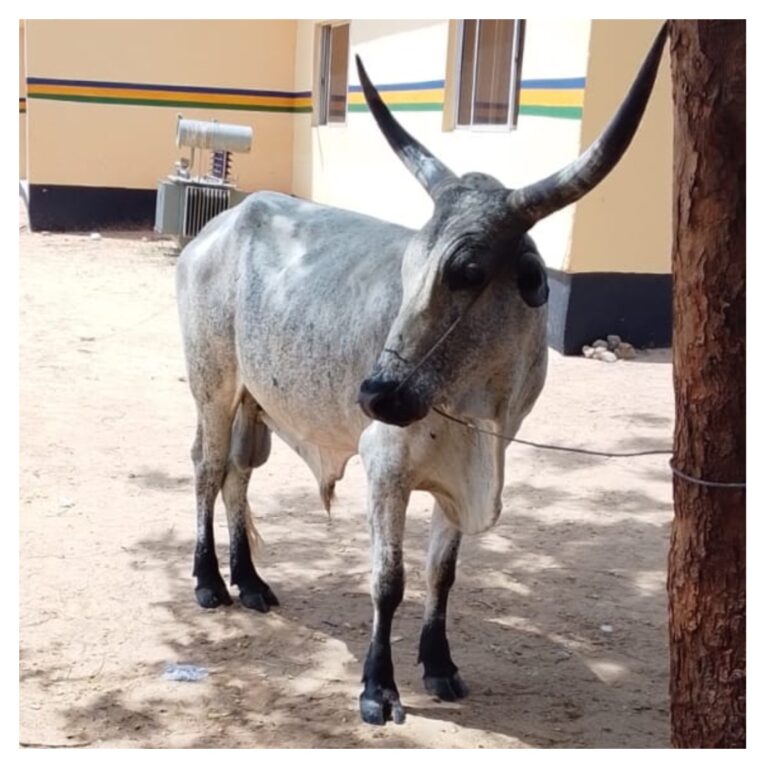 Police nab man with alleged stolen bull in Bauchi